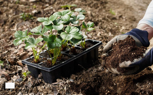 Mineral Blend Fulvic-Humic: Boost Your Health