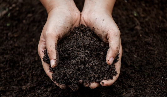 What Is Humic Acid? The Complete Guide
