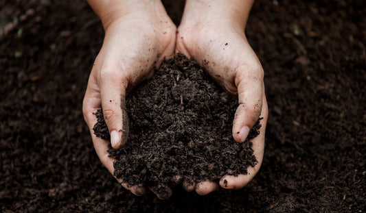What Is Humic Acid? The Complete Guide