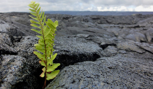 Plant-Derived vs. Rock-Derived Fulvic Acid — Why Source Matters