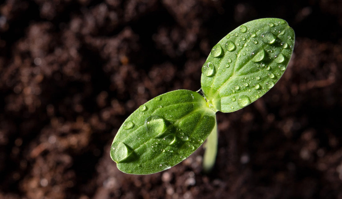 Why Plant-Based Minerals Matter: How They Compare to Synthetic Minerals for Immune Support