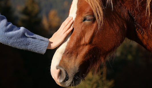 Fulvic Minerals for Animals — Benefits Across All Animals