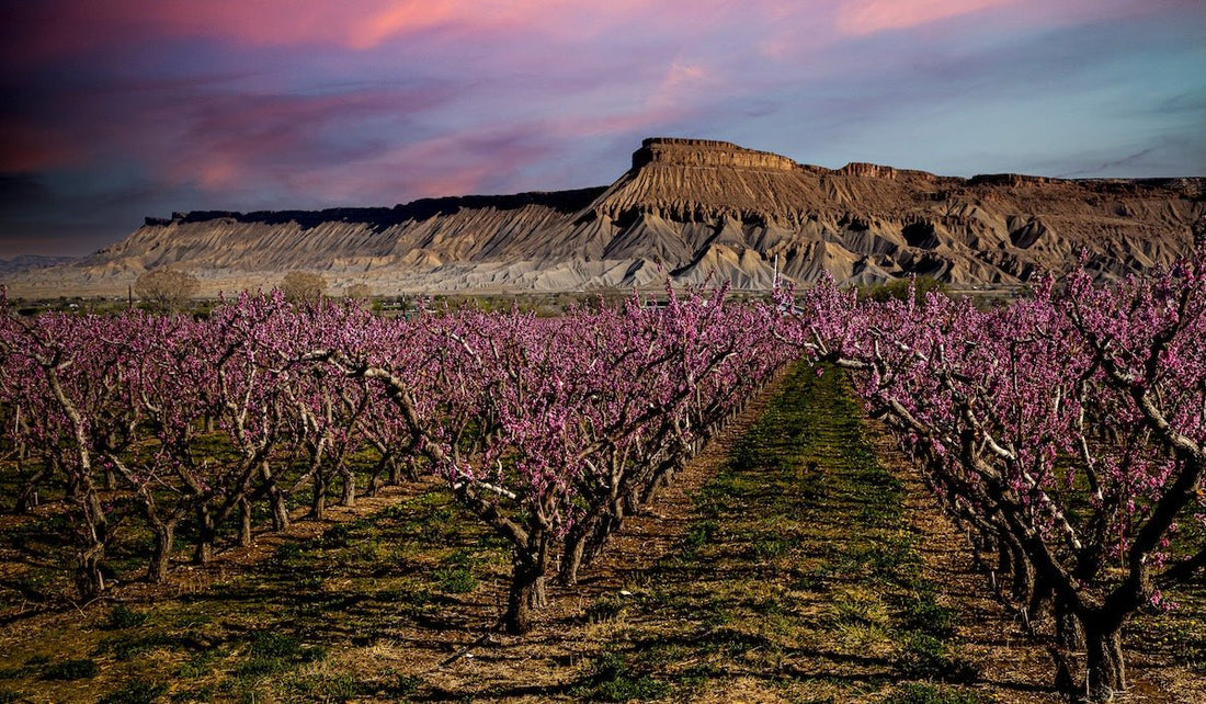 Spring Reset: Replenishing Minerals to Support Energy, Hydration & Whole-Body Balance