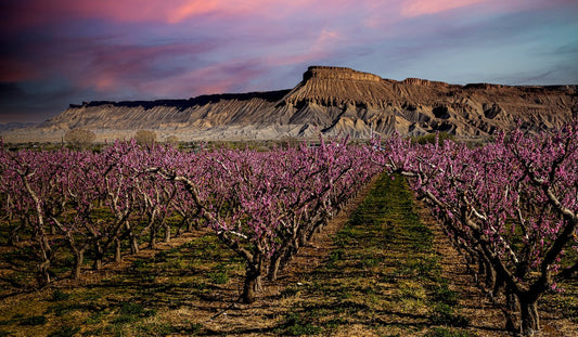 Spring Reset: Replenishing Minerals to Support Energy, Hydration & Whole‑Body Balance