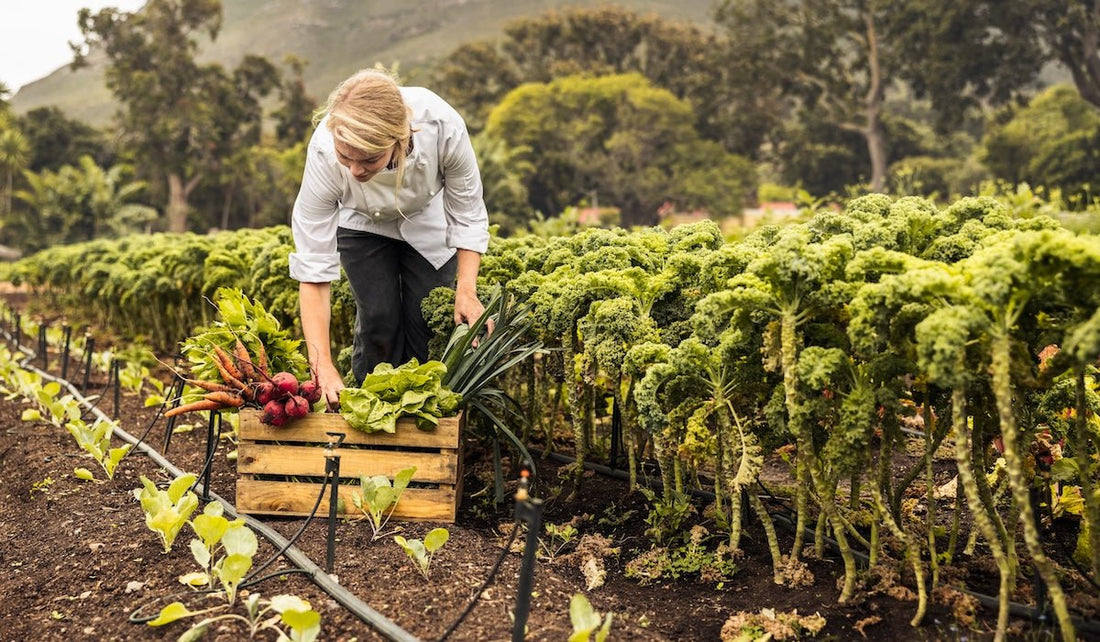 How to Incorporate Fulvic Acid into My Diet