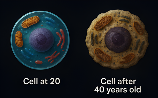 What Are Trace Minerals and Why Do They Matter for Healthy Aging?