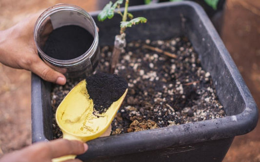 Boost Health Naturally: The Benefits of Fulvic Acid