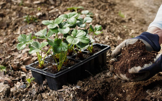  The Impact Of Fulvic Humic Minerals On Our Daily Life