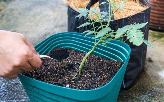  Humic Acid: Nature’s Hidden Organic Treasure