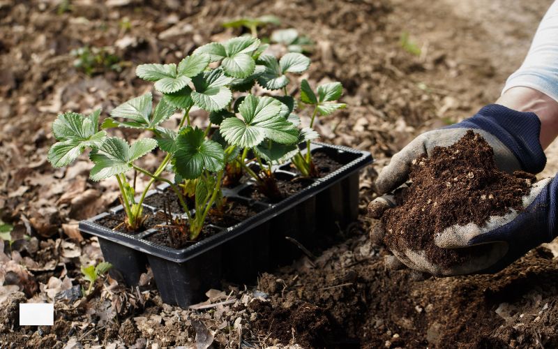  Mineral Blend Fulvic-Humic: Boost Your Health