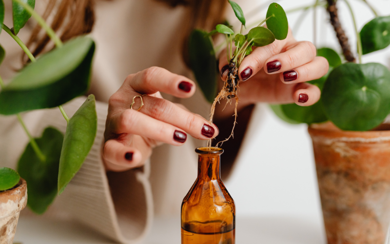 Why Plant-Based Minerals Matter: How They Compare to Synthetic Minerals for Immune Support