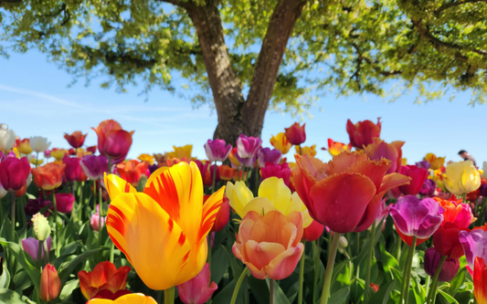 Spring Reset: Replenishing Minerals to Support Energy, Hydration & Whole‑Body Balance