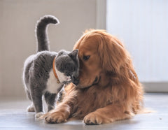 Pets